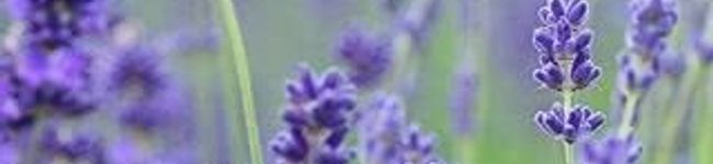 クックB612's header image