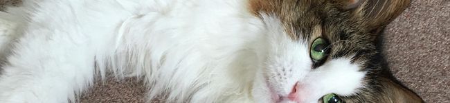 amity☆'s header image