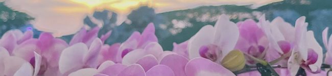 Nozzy_Q31's header image