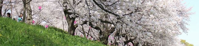 埼玉県幸手市's header image