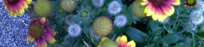 fk_peck's header image