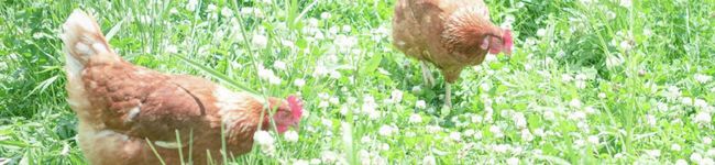 just_girl's header image