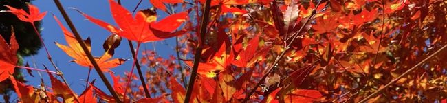 micchi219's header image