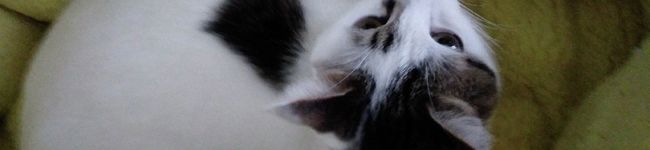 鈴猫ごはん's header image