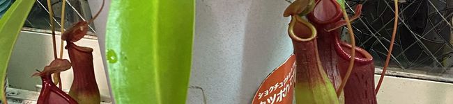 crazy炊飯器's header image