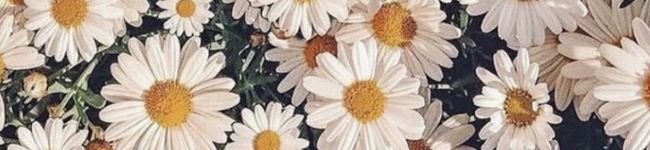 qoo's header image