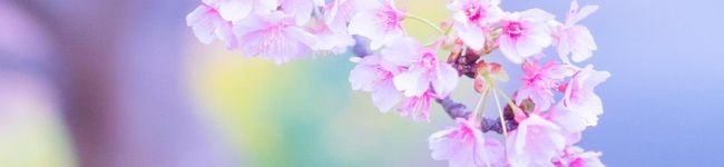 ぺこタン's header image