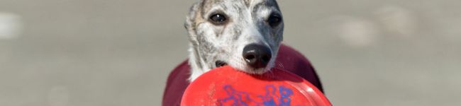 NikiBoni's header image