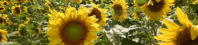 taami's header image