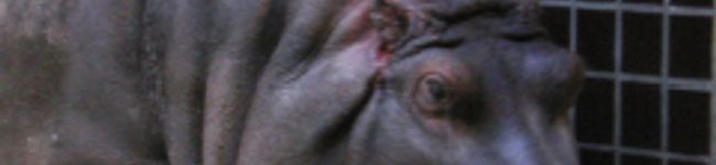 uma4's header image