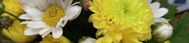 十六夜咲漣's header image