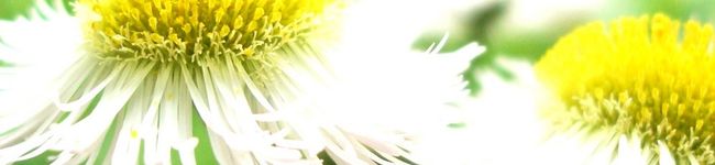 ポム弟子's header image