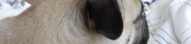 snowywhite's header image