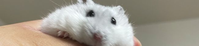 COCORO_556's header image