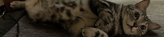 ×ハチ×'s header image