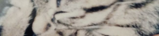 しーくれっと・らいふ's header image