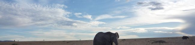 africook's header image