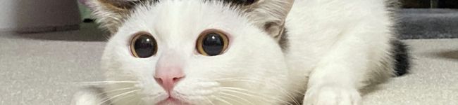 冷凍メダカ's header image
