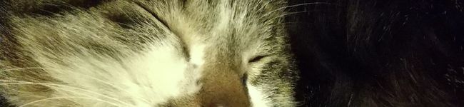 猫のぷーにゃん's header image