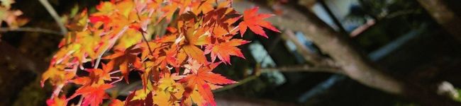 藤原理帆's header image