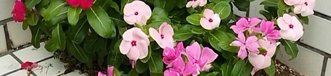 ハチママ♪'s header image