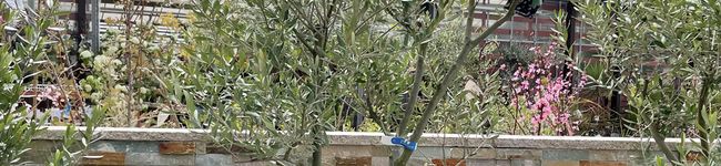 Renaxs's header image
