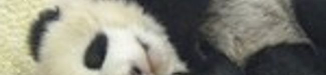 りのちゃま's header image