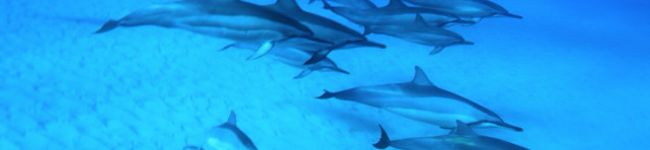 twinleaves's header image