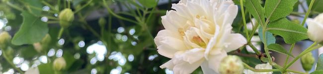 吉田ミック's header image