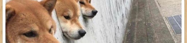 狂ったハチ公's header image