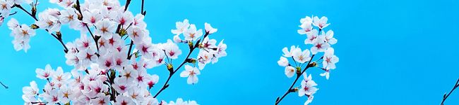 Rinoko_25's header image