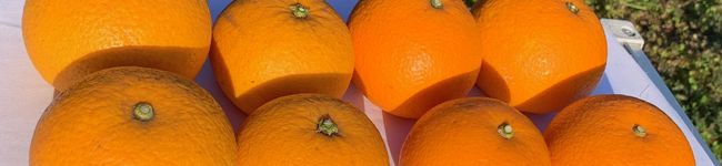 因島サンライズ農園's header image