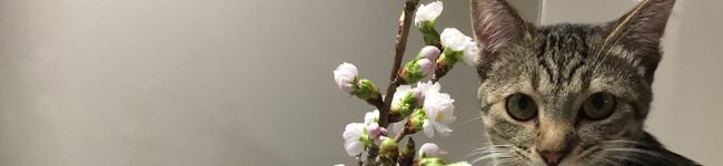 クックすけちゃん's header image