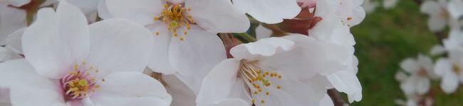 お手軽健康レシピ🌸's header image
