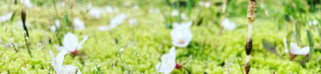 花713's header image
