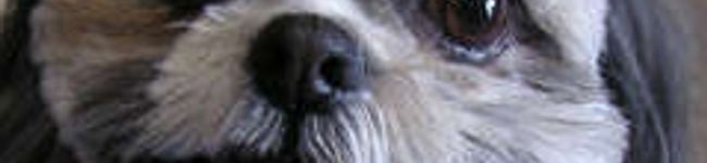 cookoo's header image