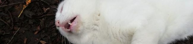 猫すけ加藤さん's header image