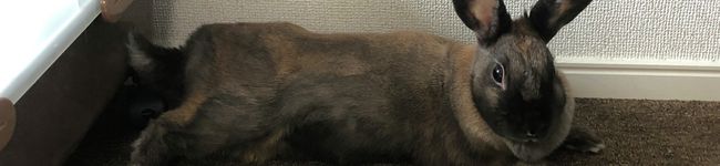 忍さん家のご飯's header image