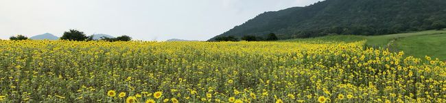 家事不得意ママ's header image