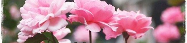 しばちゃま's header image
