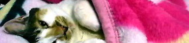 Reehoe's header image