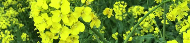 Sally_cook's header image