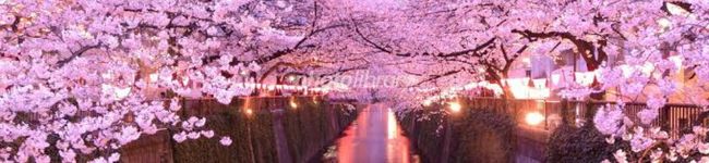 みゅーねこ's header image