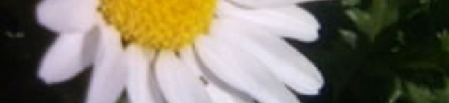 なっぱっぴー's header image