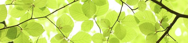 葵's header image