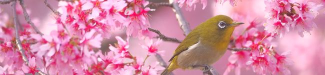 zakokaisen's header image