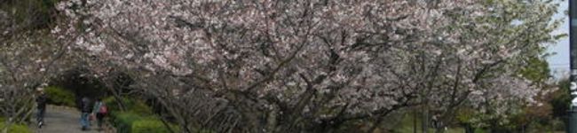 メルシイくまねこ's header image