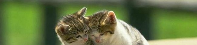 猫＆猫's header image