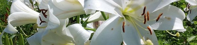mm0yuki0mm's header image