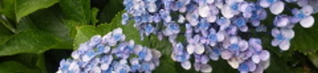夏野。's header image